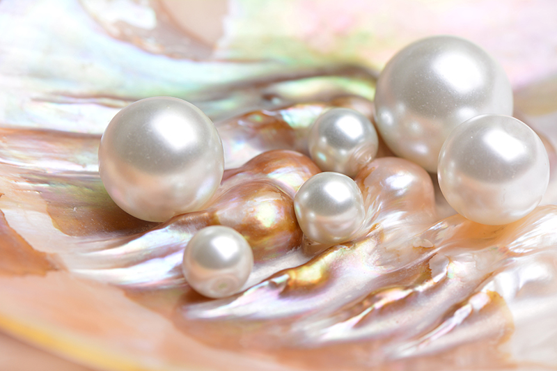 South Sea pearls inside a shell